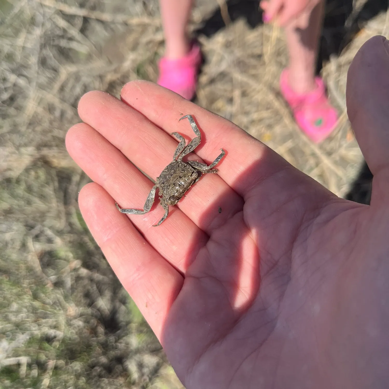 The most recent Green crab catches on Fishbrain