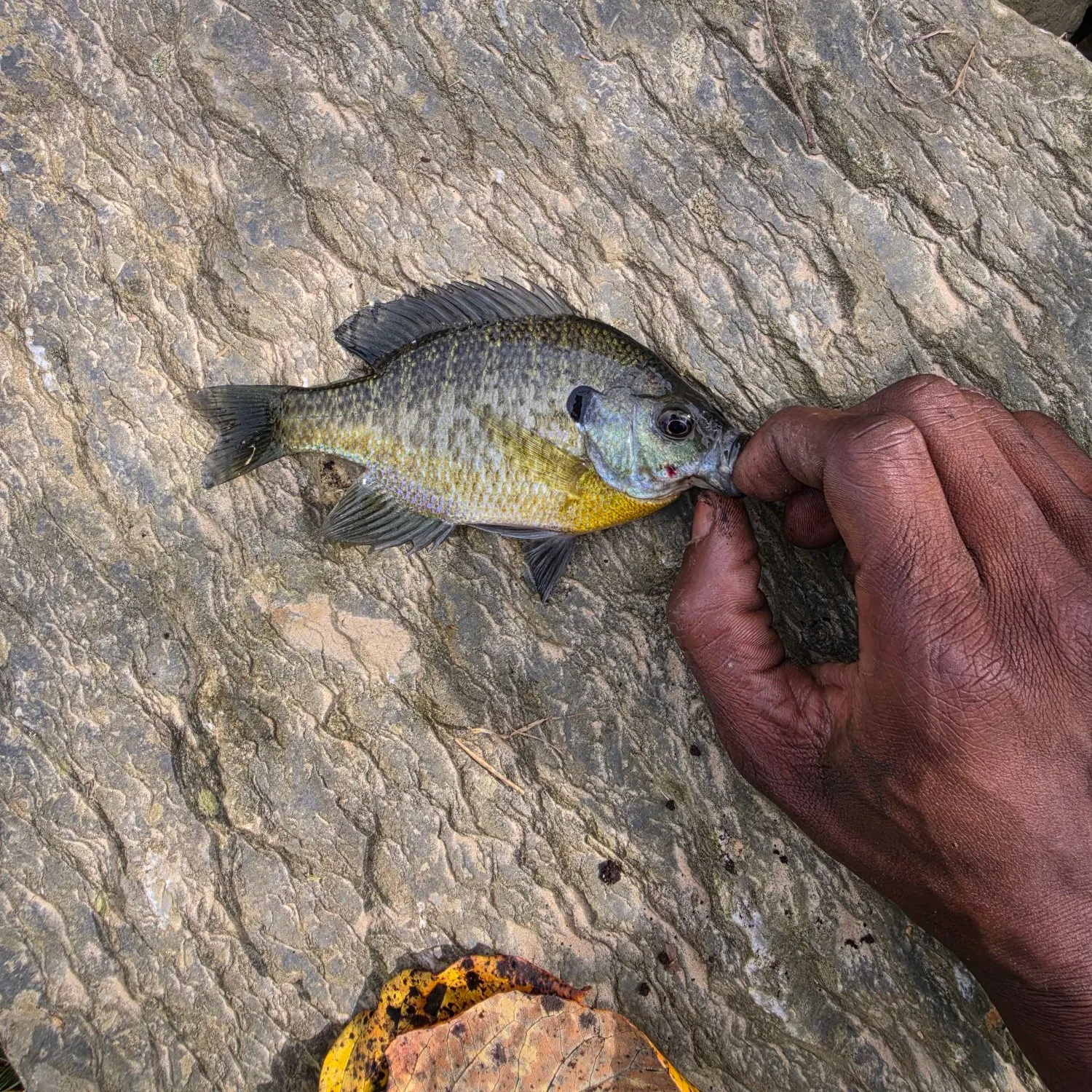 Bluegill caught on Fishbrain