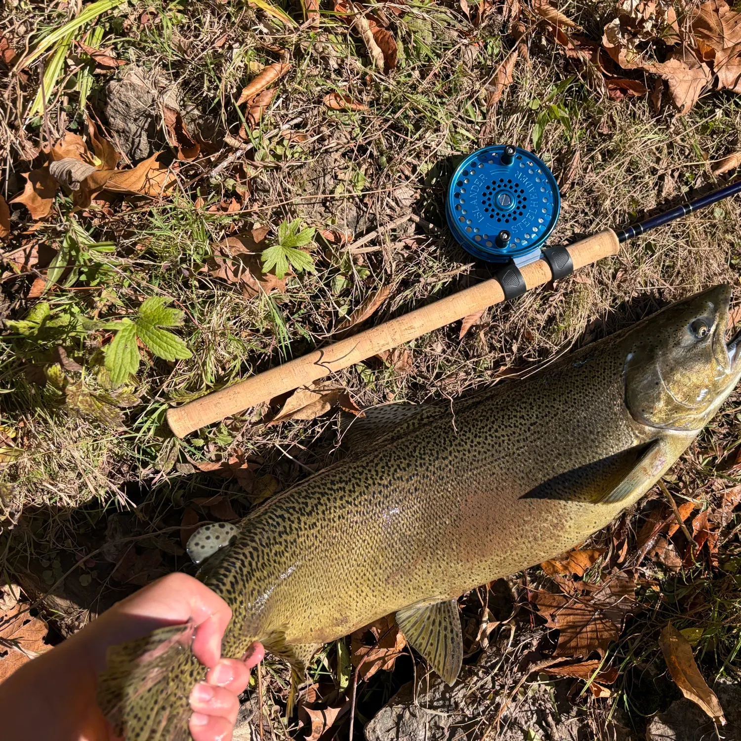 Chinook salmon caught on Fishbrain