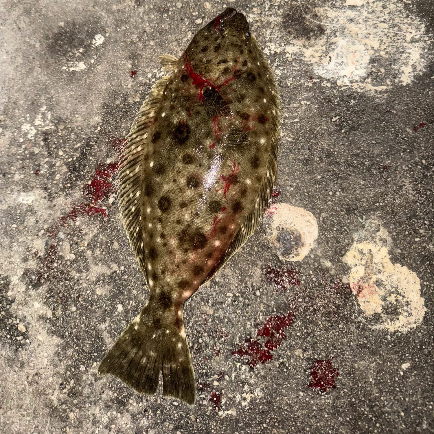 California halibut caught on Fishbrain
