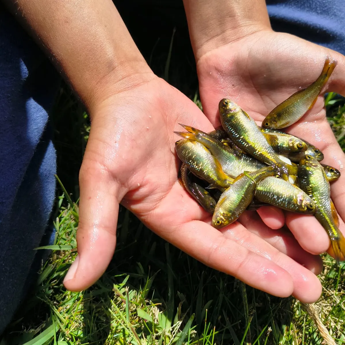 The most recent Scaled herring catches on Fishbrain