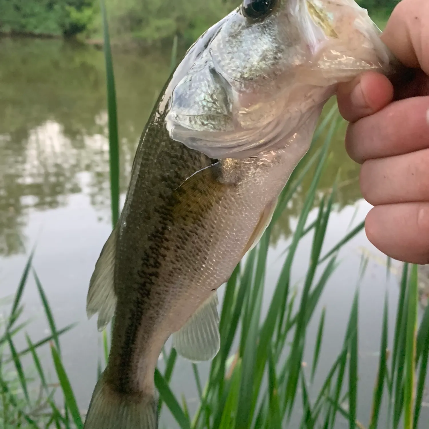 The most recent Pallid sturgeon catches on Fishbrain