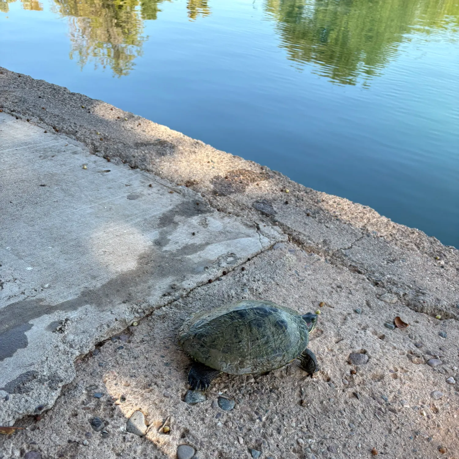 Pond slider turtle caught on Fishbrain