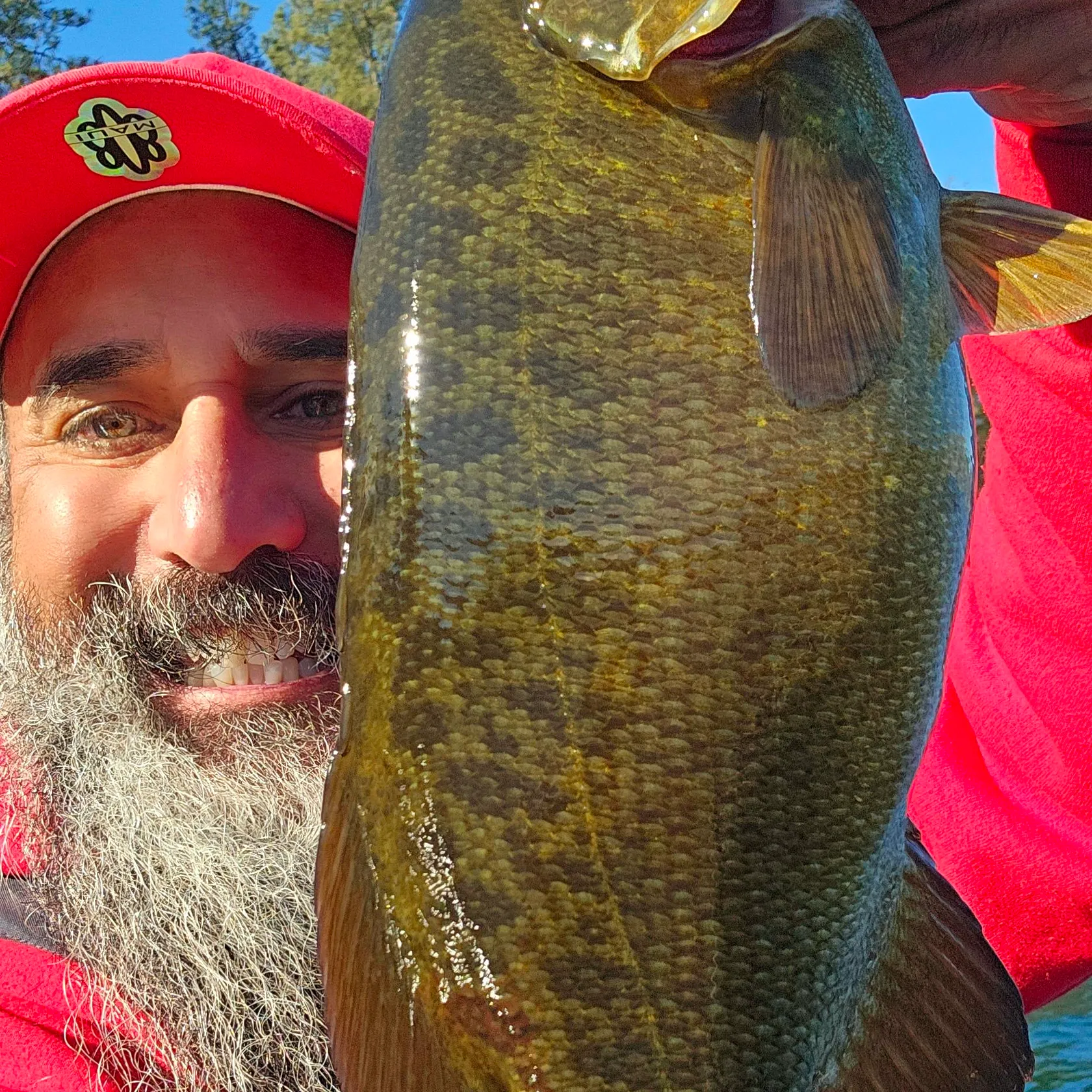 Smallmouth bass caught on Fishbrain