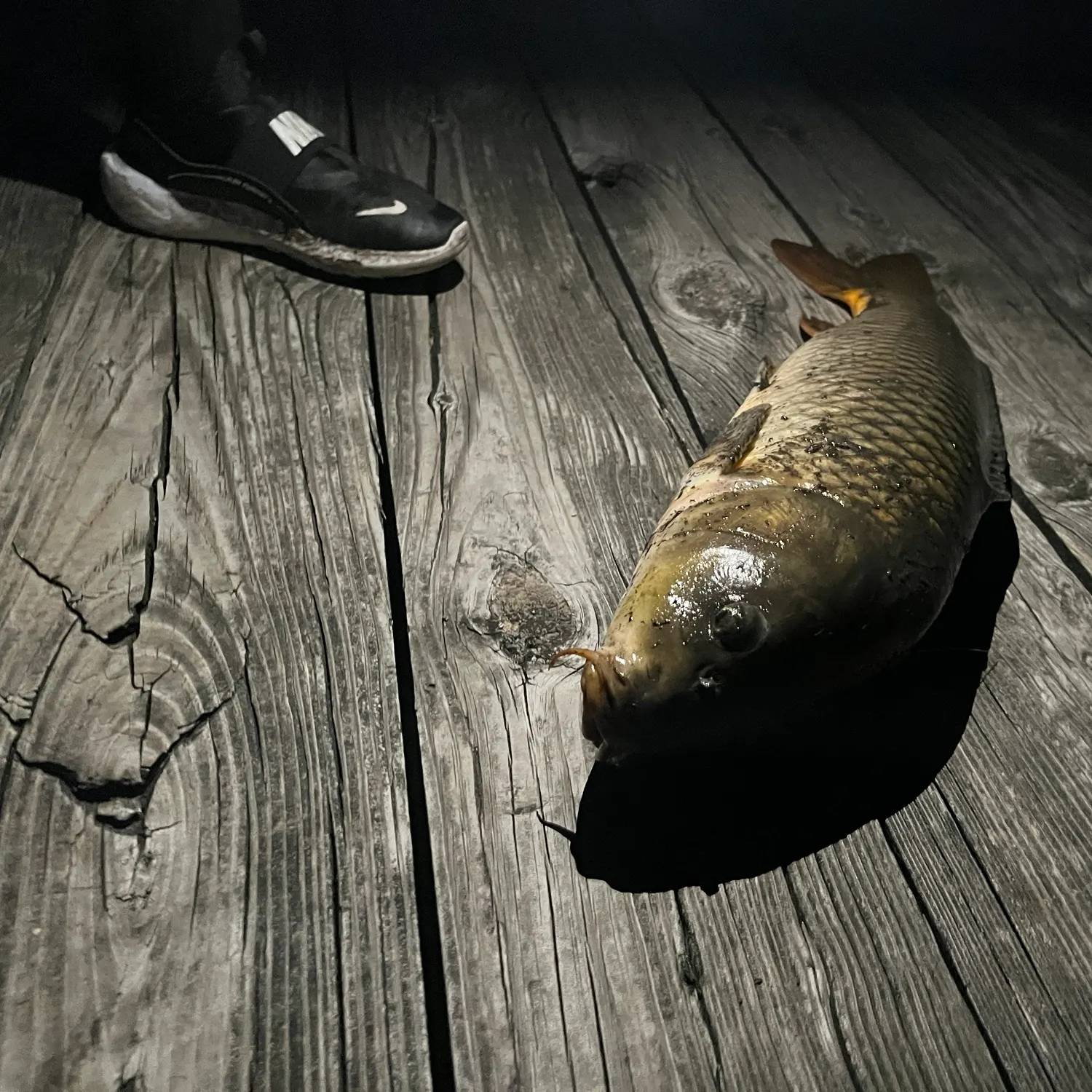Common carp caught on Fishbrain