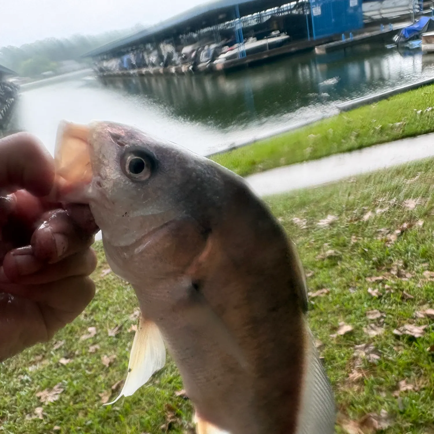 The most recent Freshwater drum catches on Fishbrain