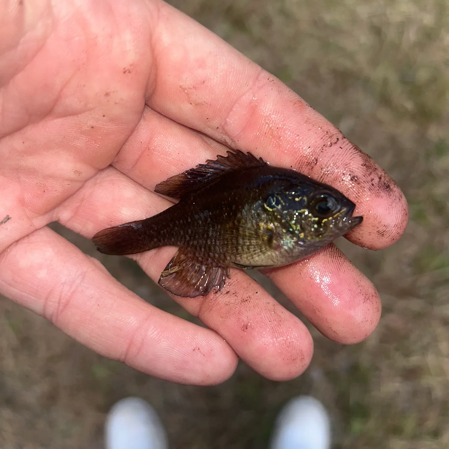 The most recent Banded sunfish catches on Fishbrain