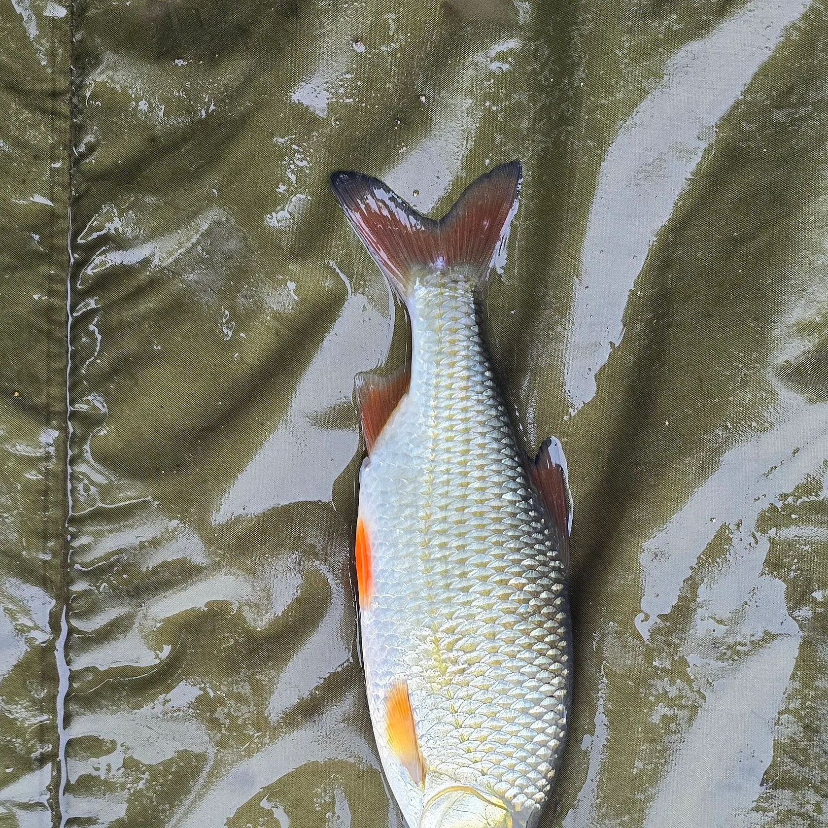 Common roach caught on Fishbrain