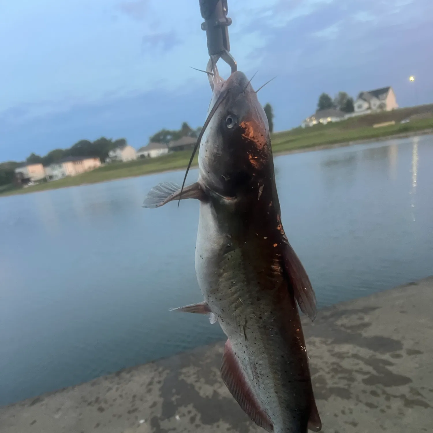 Channel catfish caught on Fishbrain