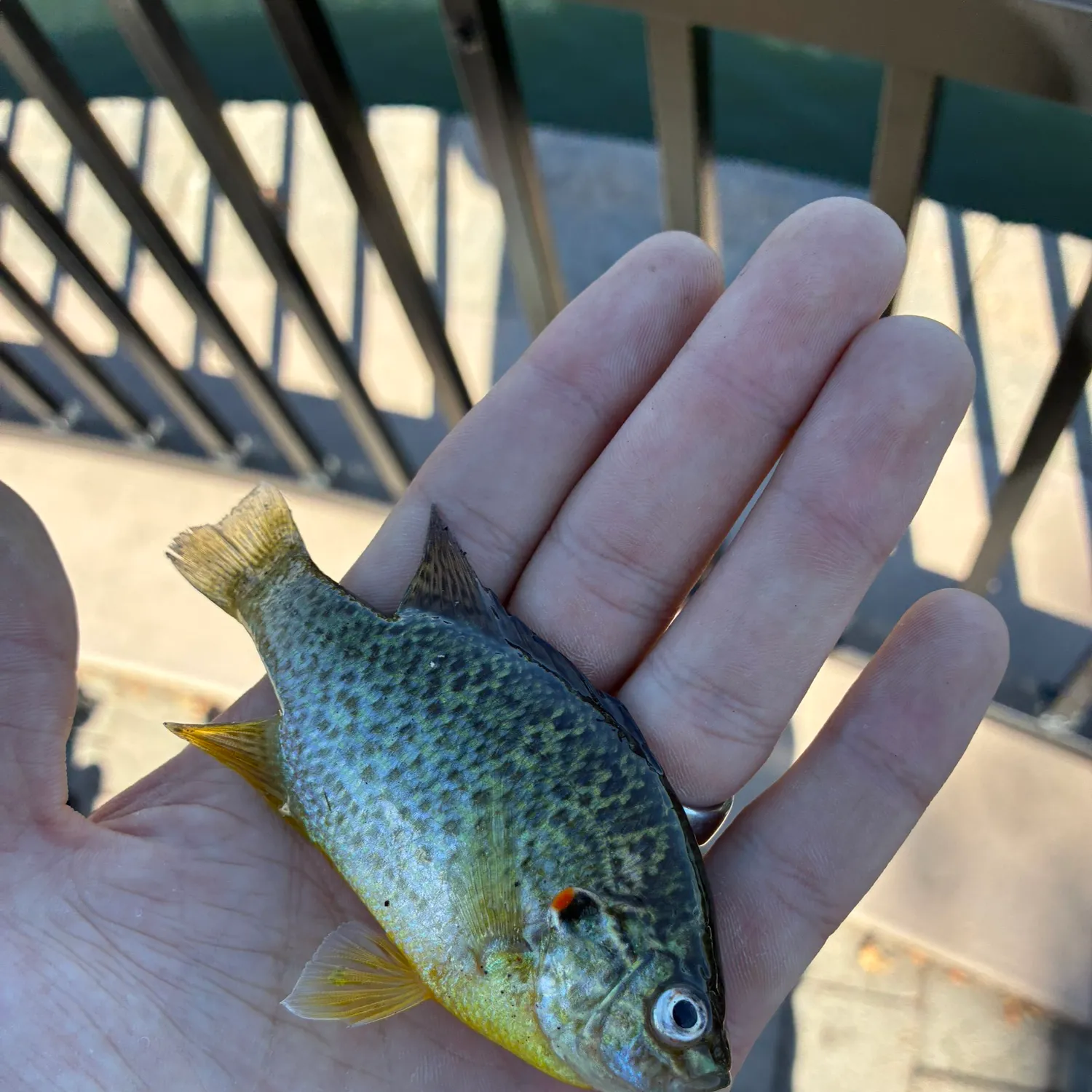 Pumpkinseed caught on Fishbrain