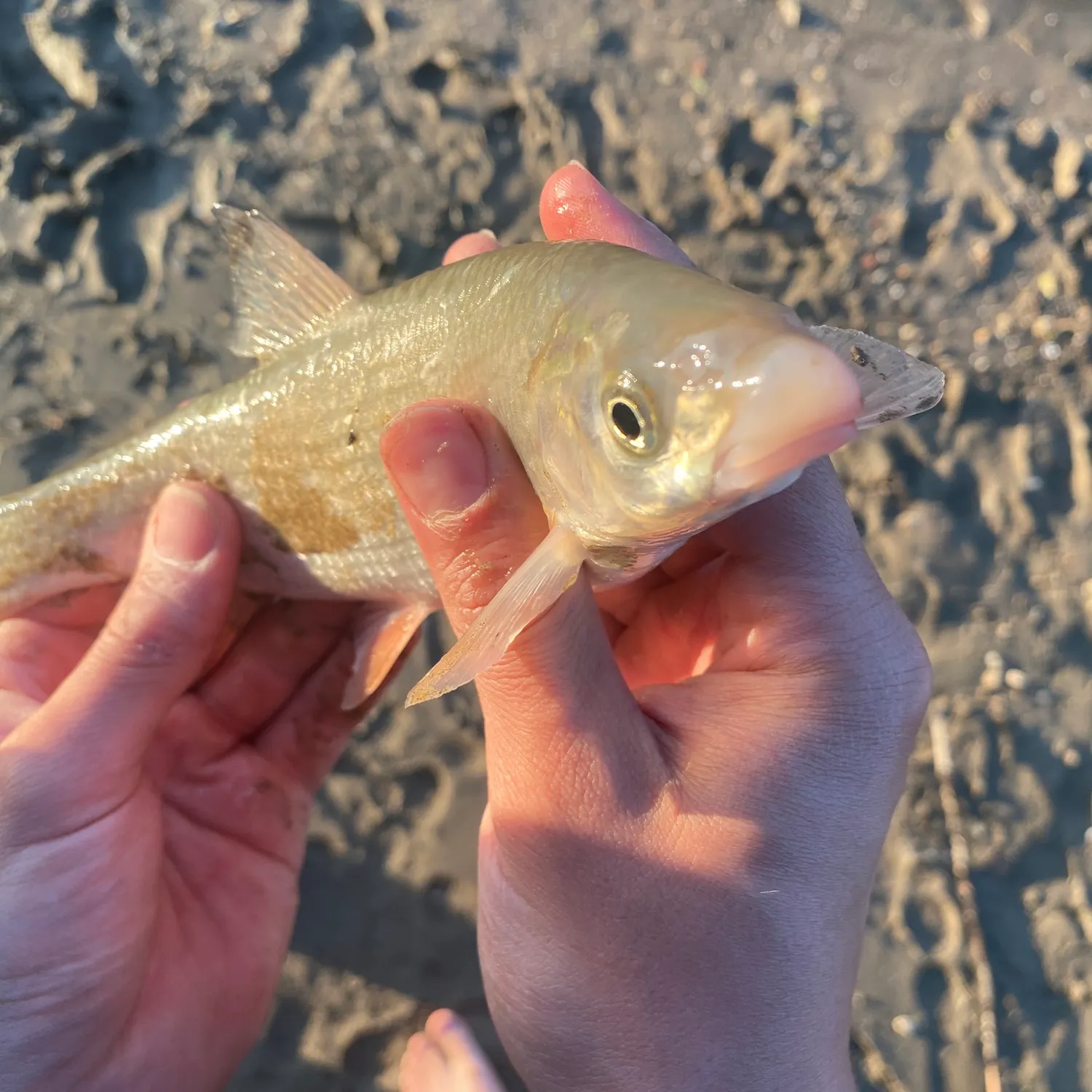 The most recent Common nase catches on Fishbrain