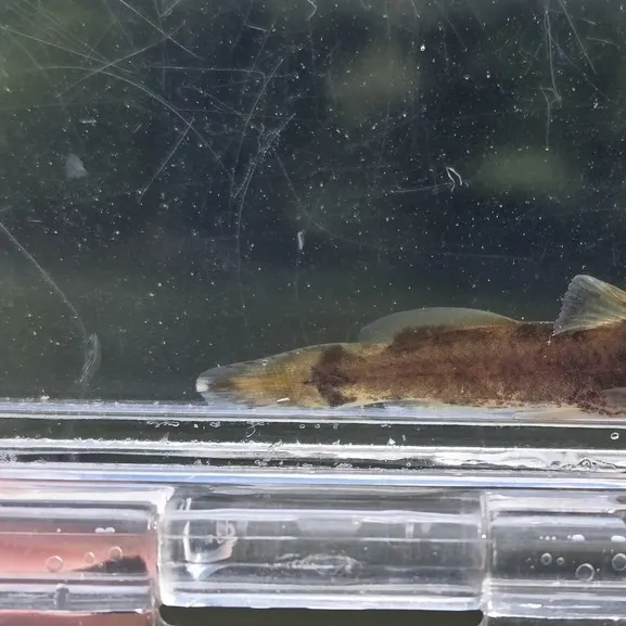 The most recent Mountain madtom catches on Fishbrain