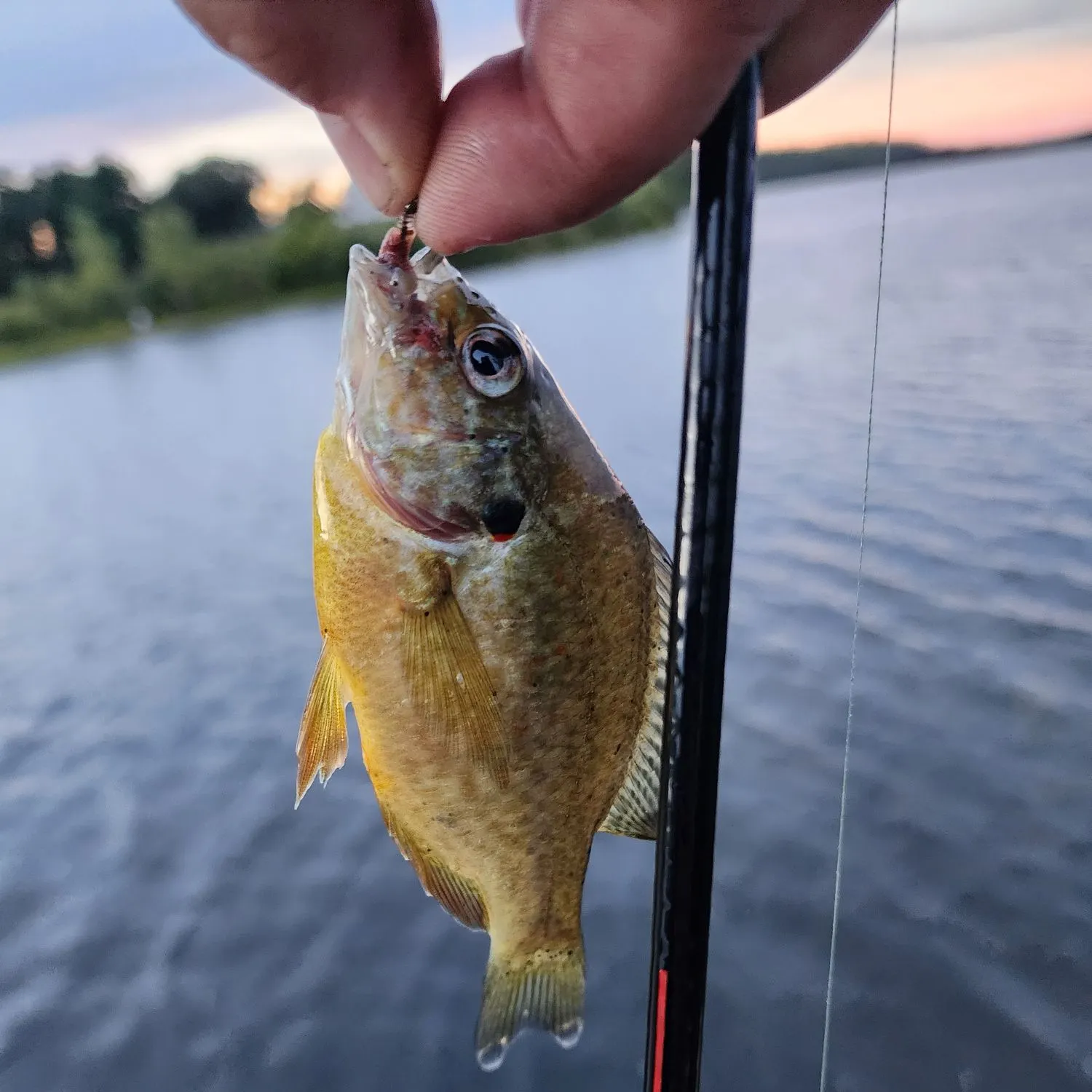 Redbreast sunfish caught on Fishbrain