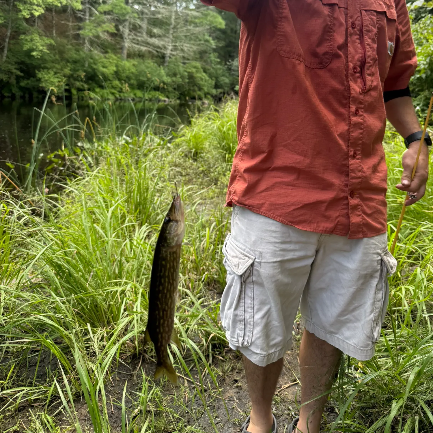 Chain pickerel caught on Fishbrain