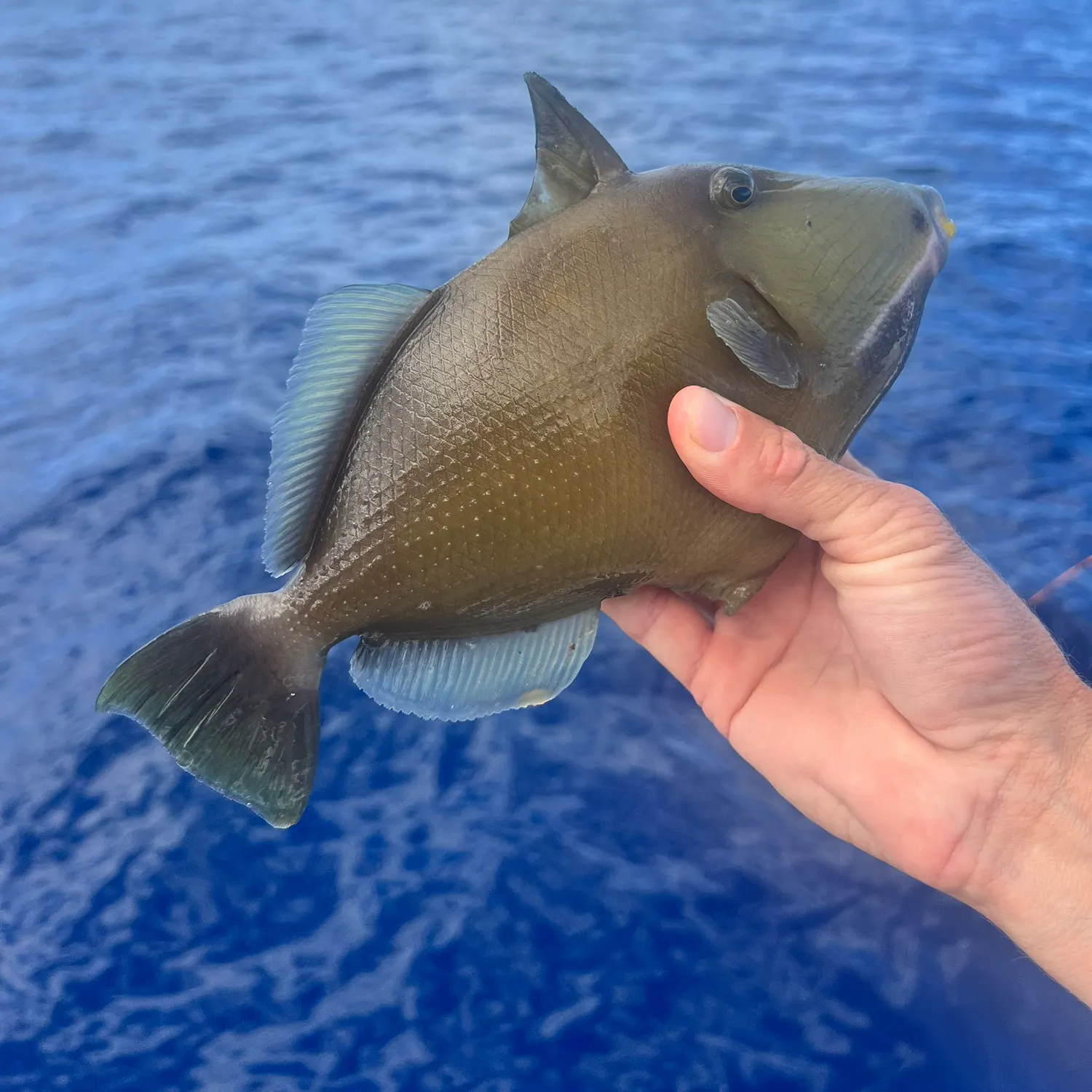 Black triggerfish caught on Fishbrain