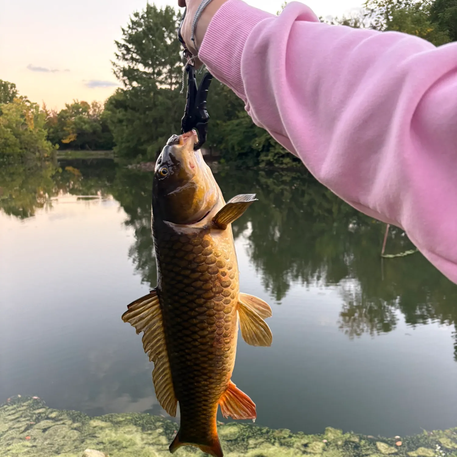 Common carp caught on Fishbrain