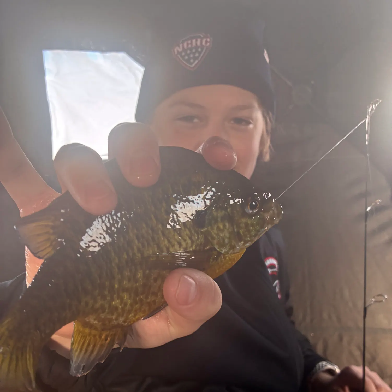 The most recent Greengill hybrid catches on Fishbrain