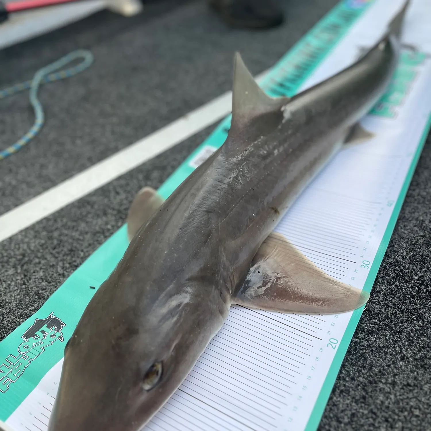 Gummy shark caught on Fishbrain