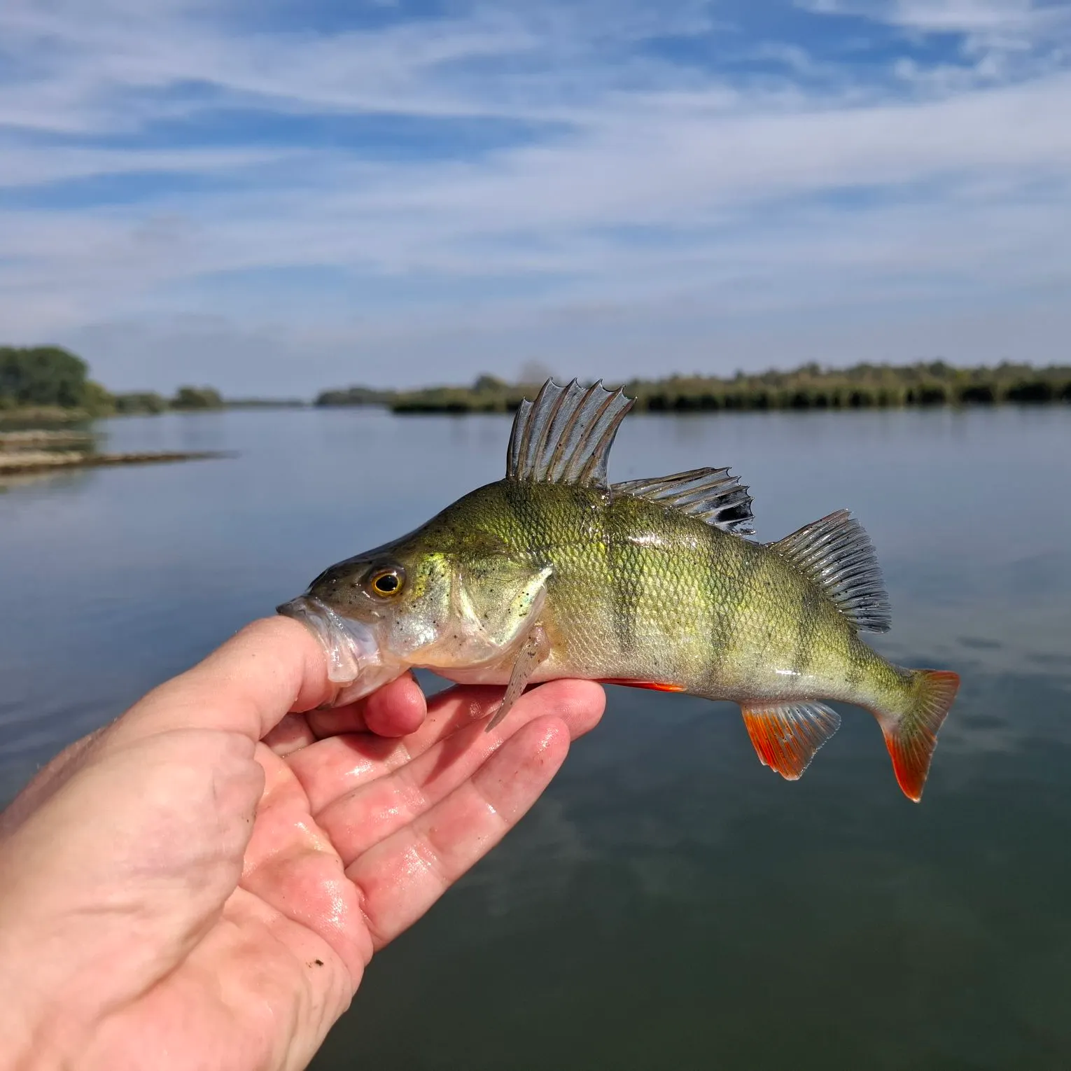 European perch caught on Fishbrain