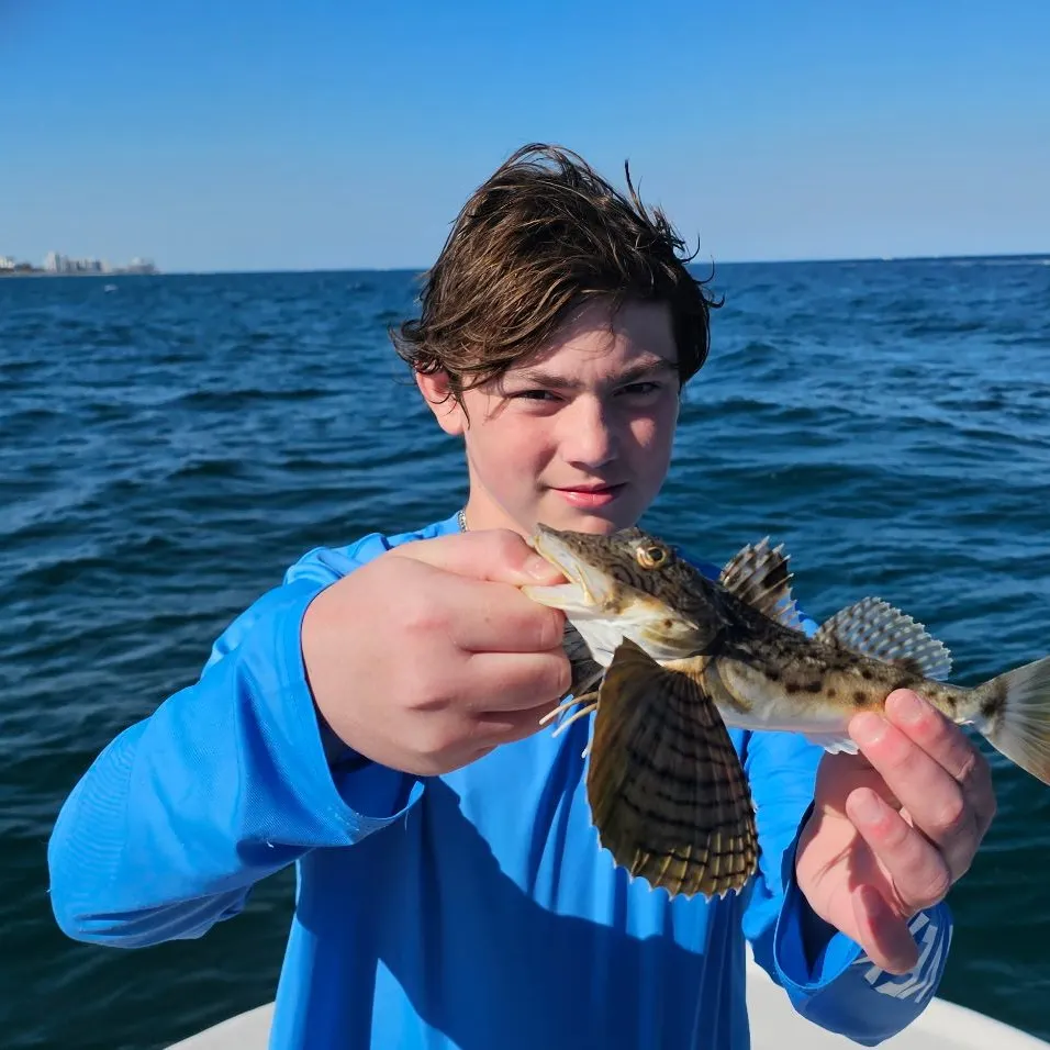 The most recent Northern searobin catches on Fishbrain