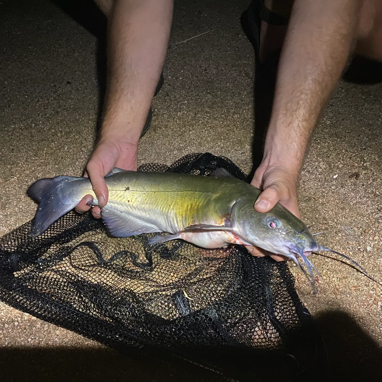 Channel catfish caught on Fishbrain
