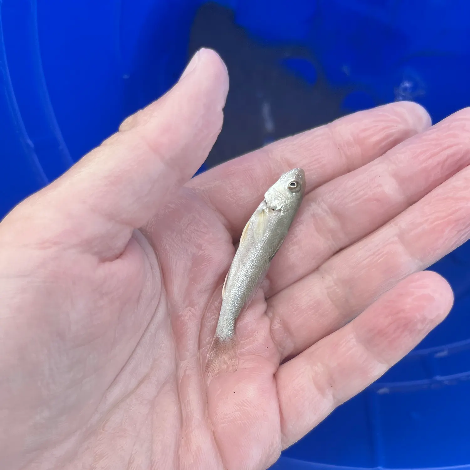 Gray weakfish caught on Fishbrain