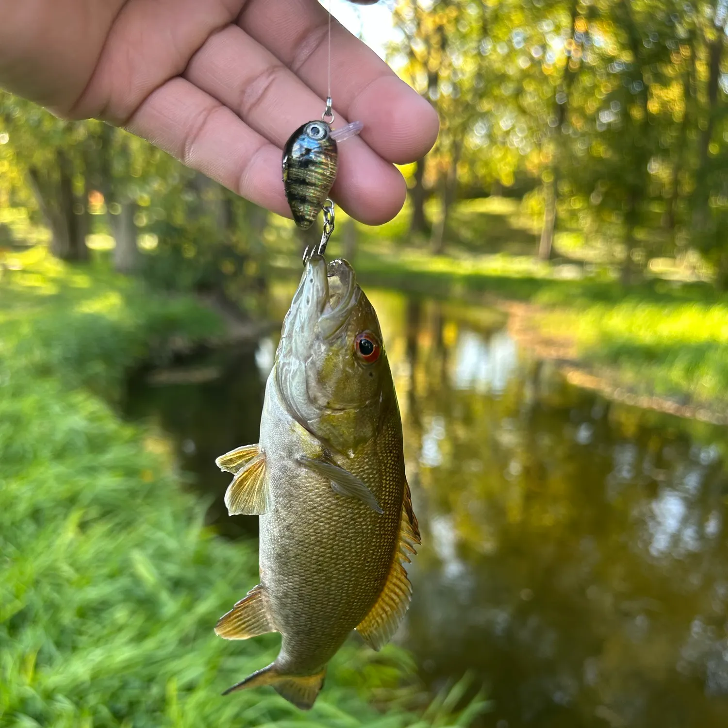 Smallmouth bass caught on Fishbrain