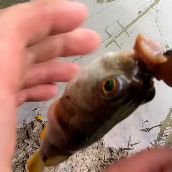 The most recent Smooth toadfish catches on Fishbrain