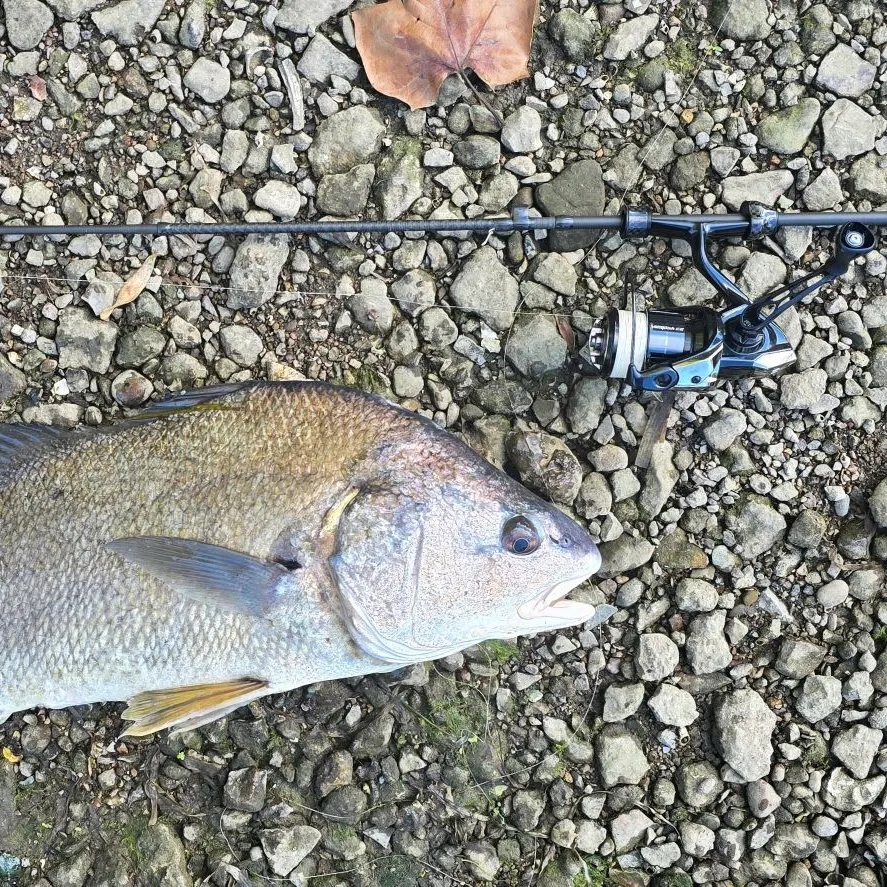 Freshwater drum caught on Fishbrain