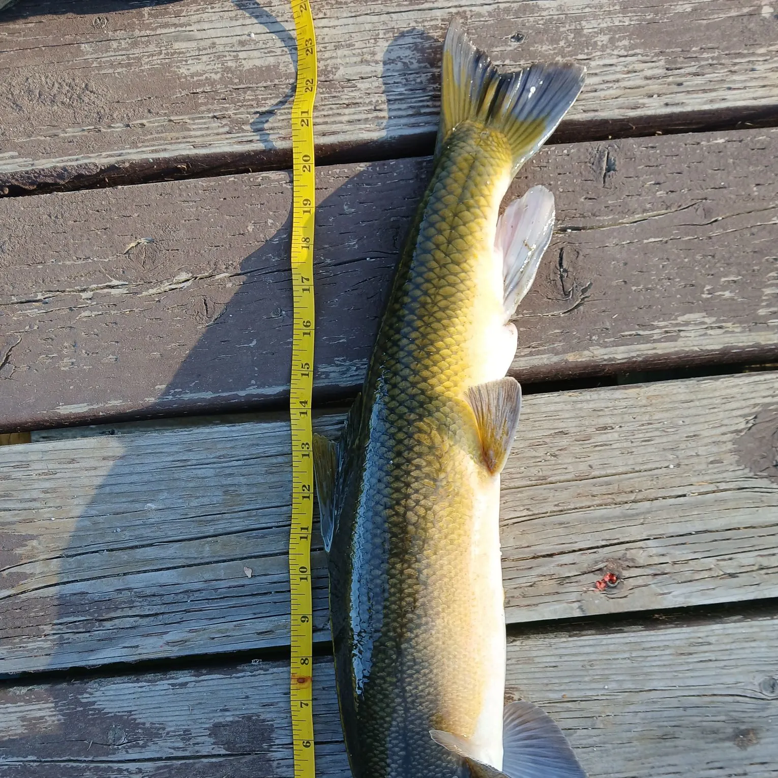 recently logged catches