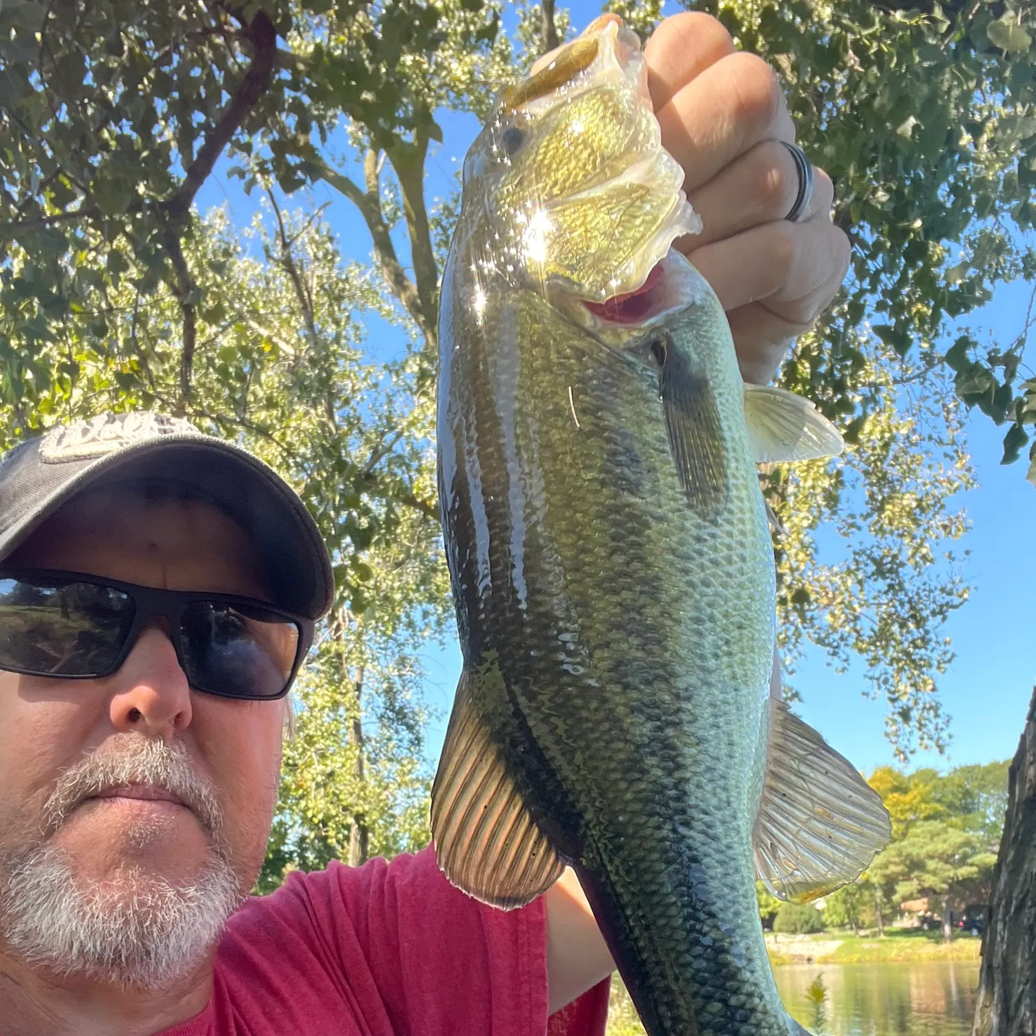 Largemouth bass caught on Fishbrain