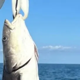 The most recent Cobia catches on Fishbrain