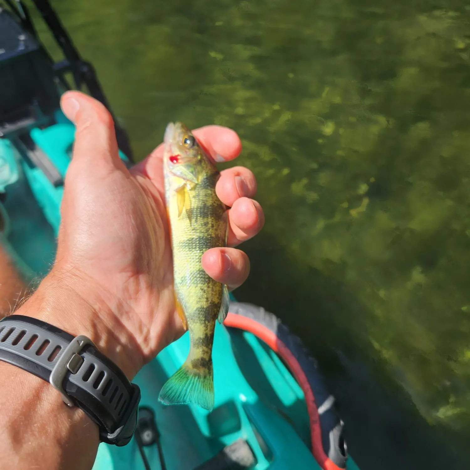 Yellow perch caught on Fishbrain