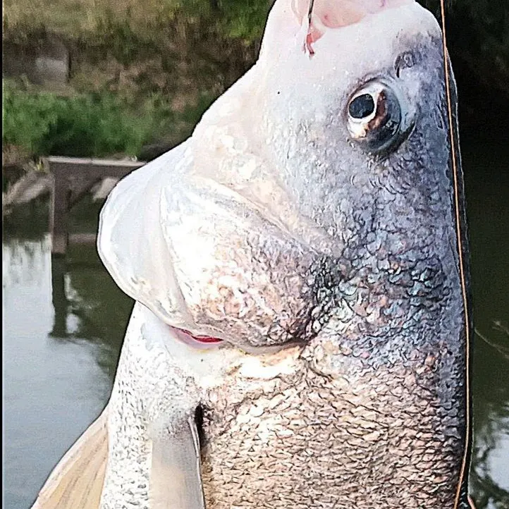 The most recent Freshwater drum catches on Fishbrain