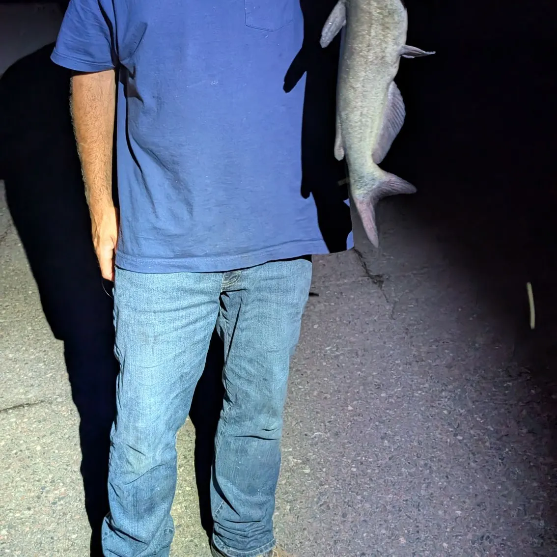 Channel catfish caught on Fishbrain
