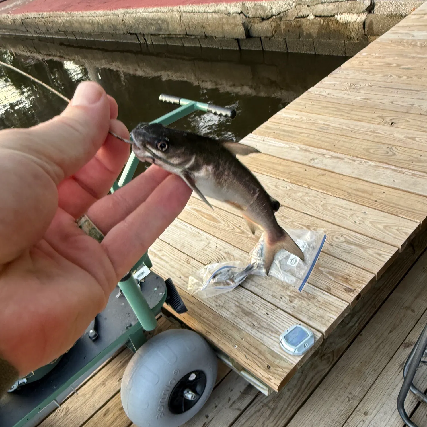 recently logged catches