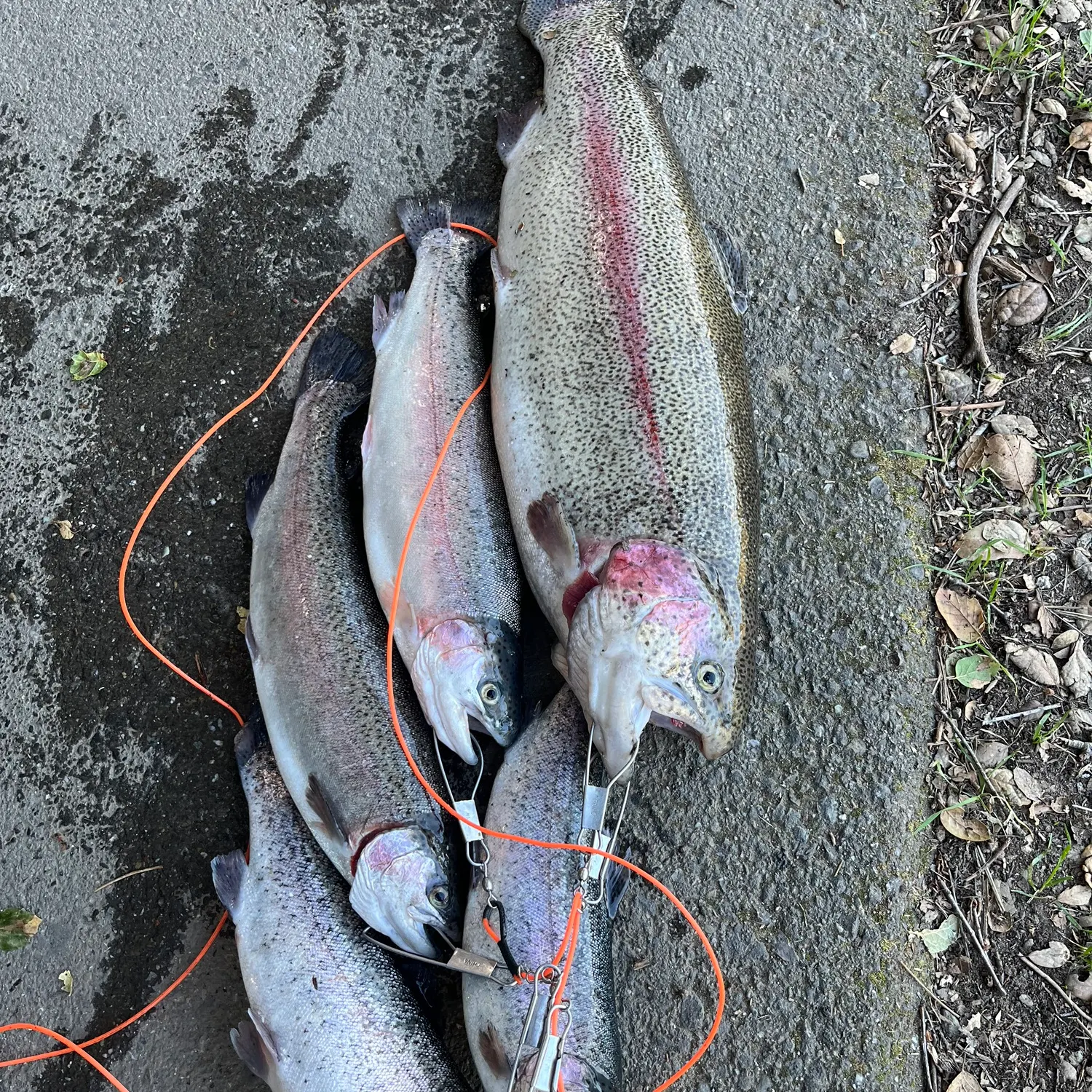 recently logged catches