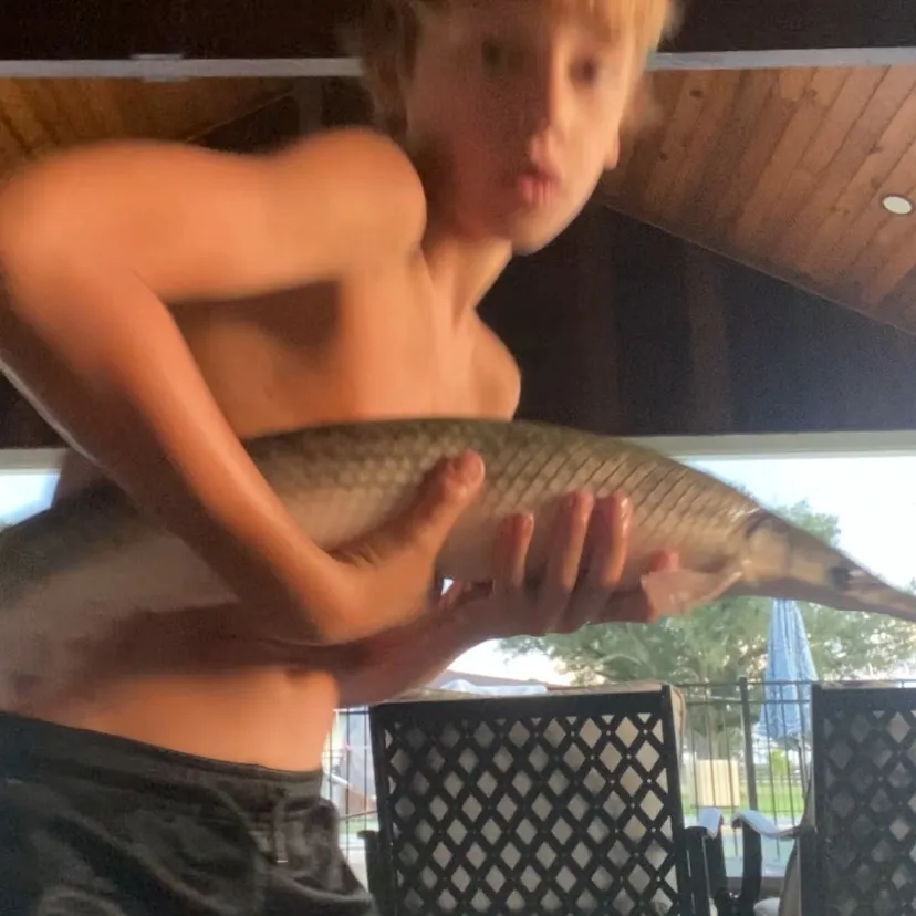 Shortnose gar caught on Fishbrain
