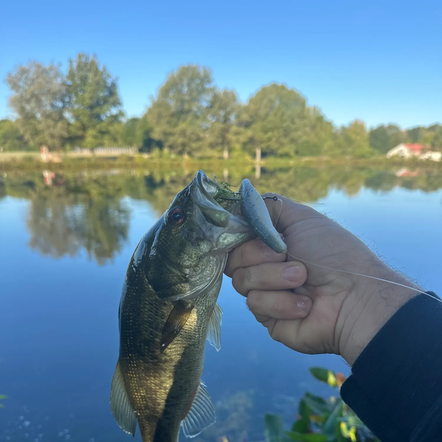Largemouth bass caught on Fishbrain