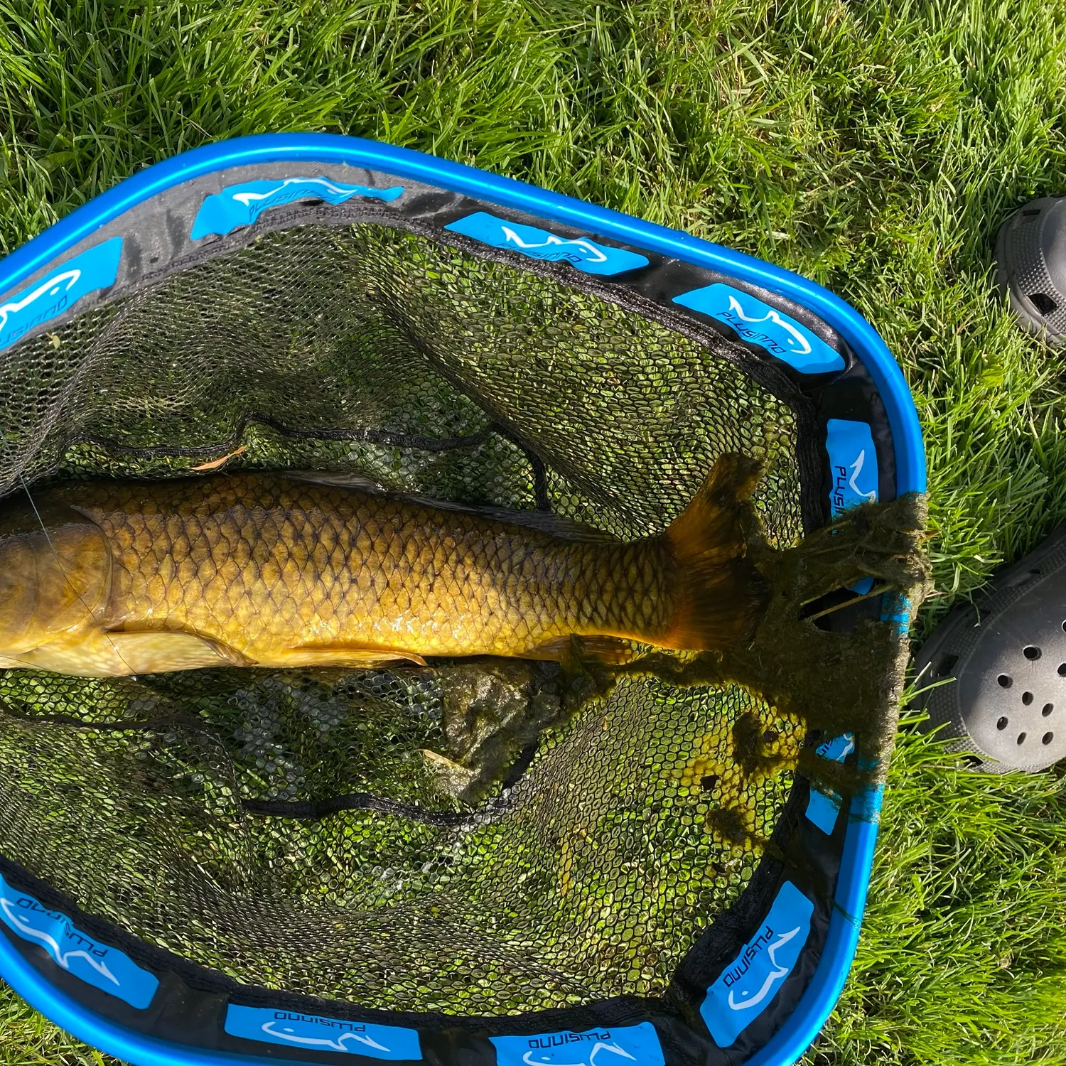 Common carp caught on Fishbrain