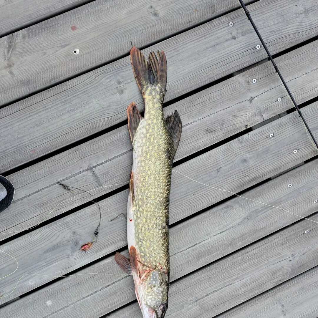 Northern pike caught on Fishbrain