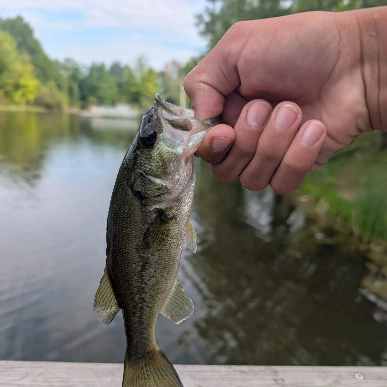 Largemouth bass caught on Fishbrain