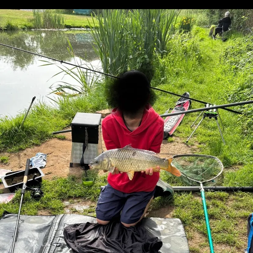 Common carp caught on Fishbrain