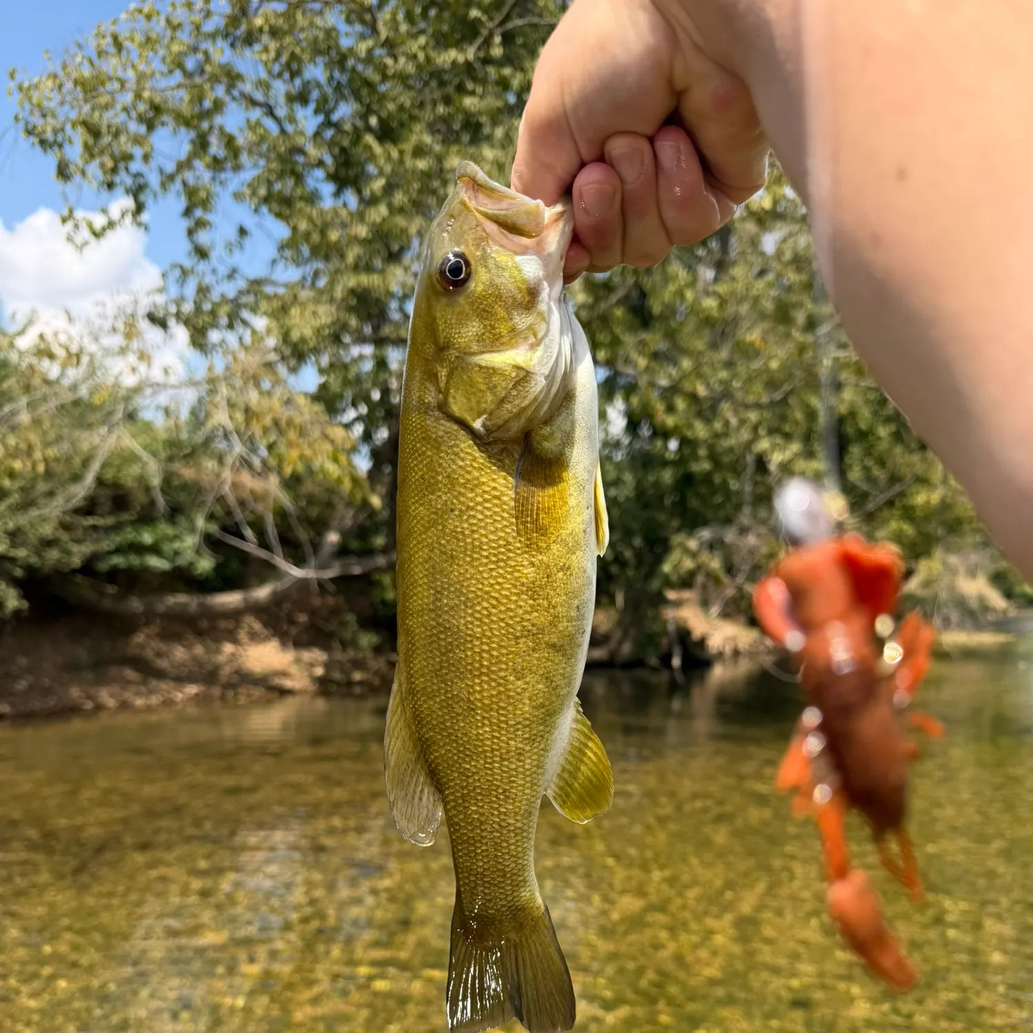Smallmouth bass caught on Fishbrain