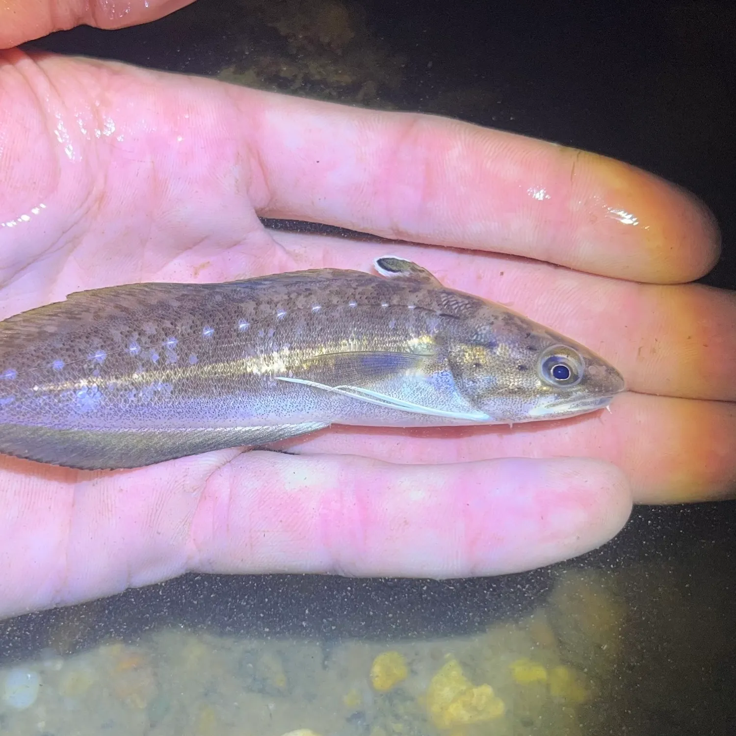 The most recent Spotted hake catches on Fishbrain