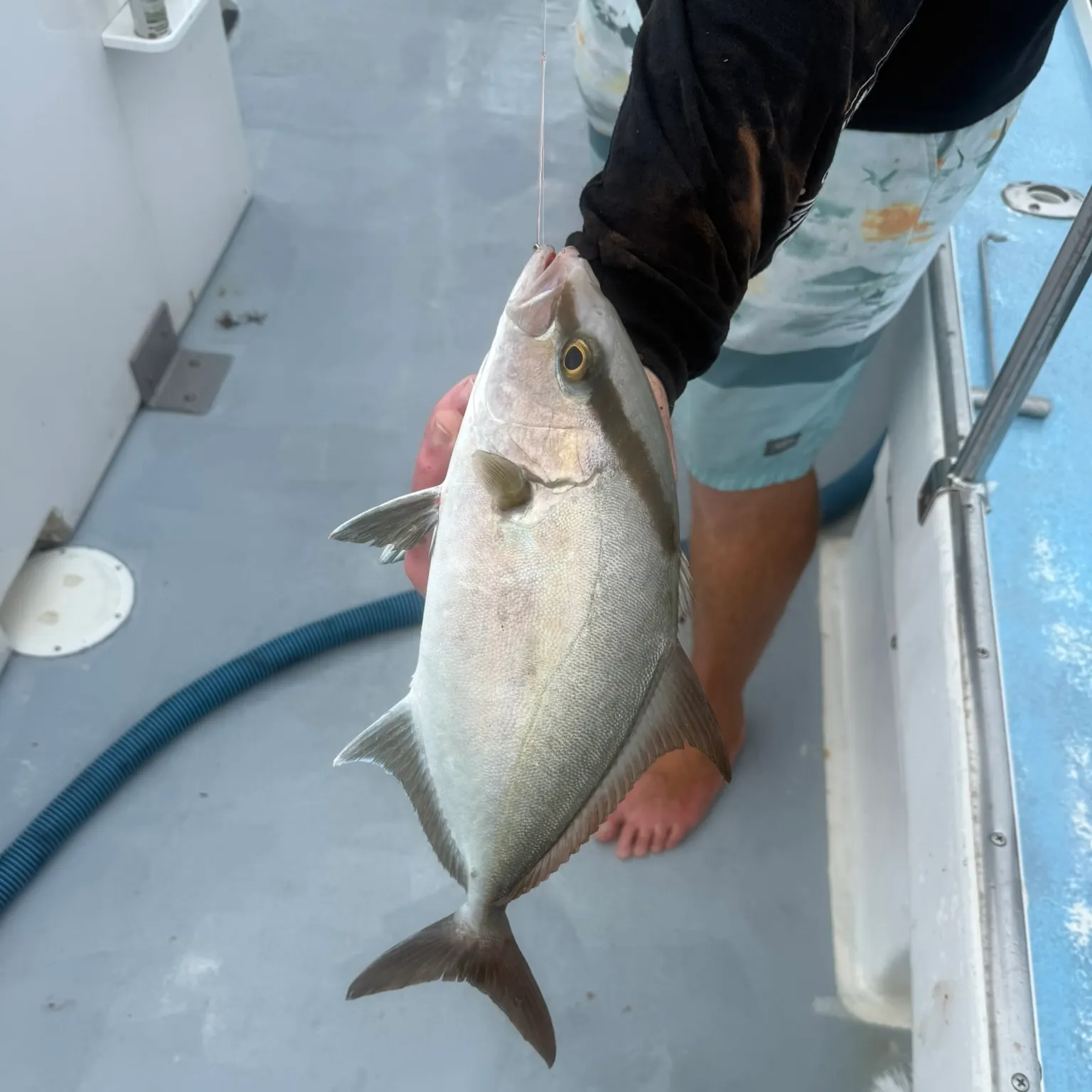 The most recent Greater amberjack catches on Fishbrain