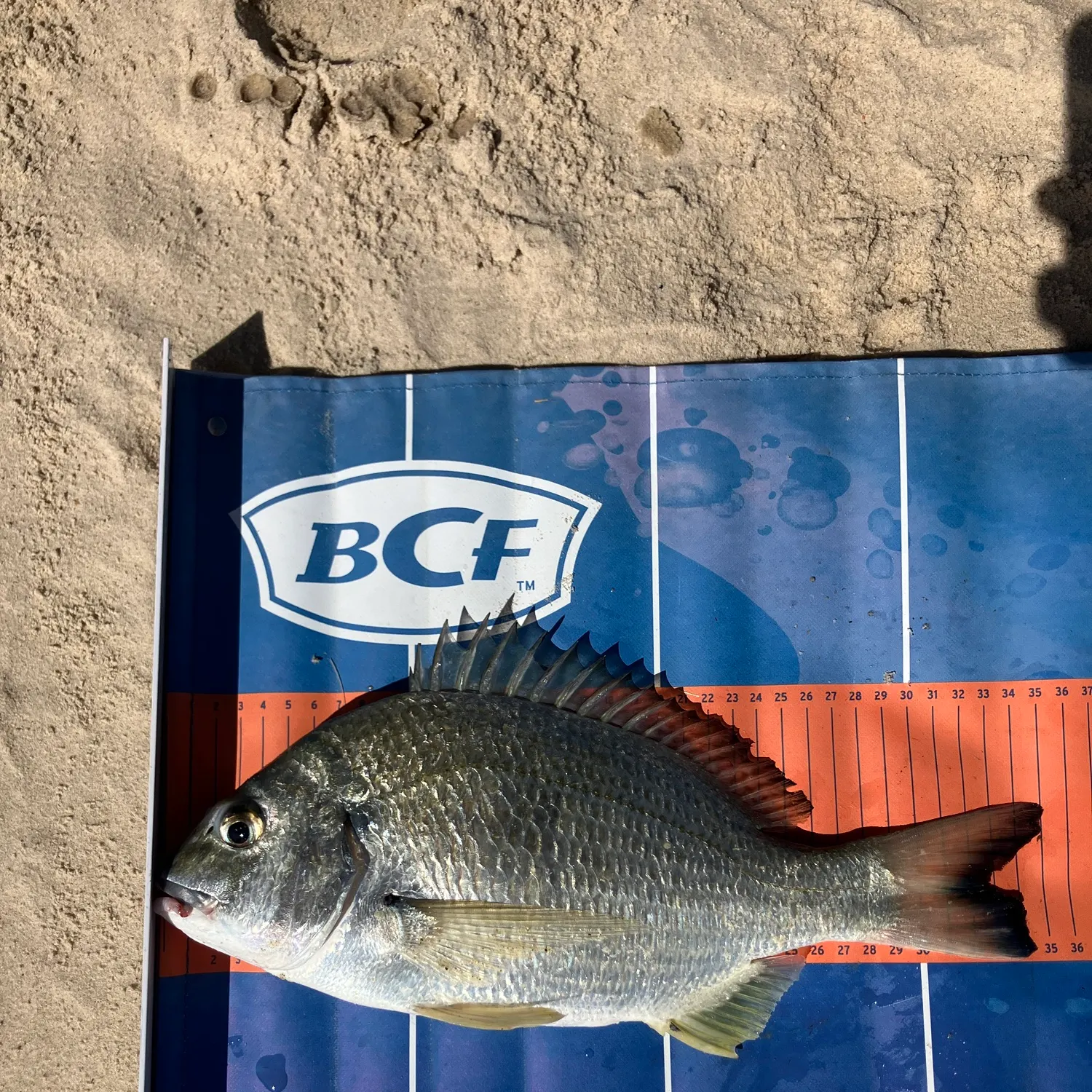 Surf bream caught on Fishbrain