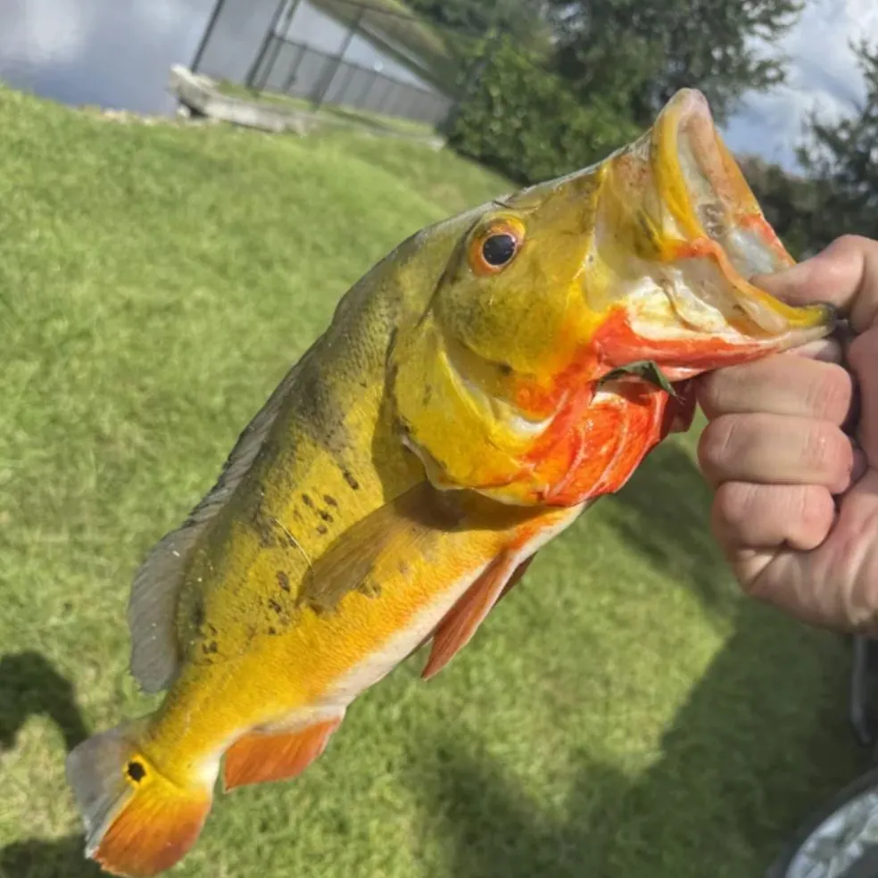 The most recent Butterfly peacock bass catches on Fishbrain
