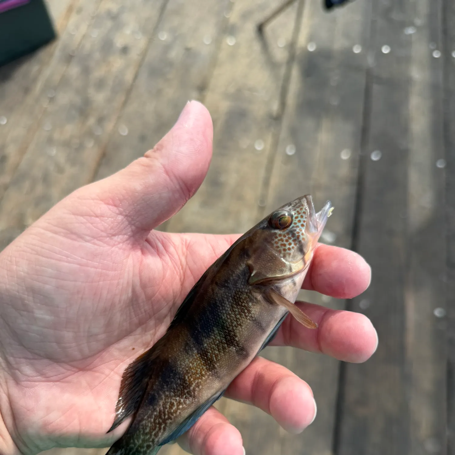 The most recent Barred sand bass catches on Fishbrain
