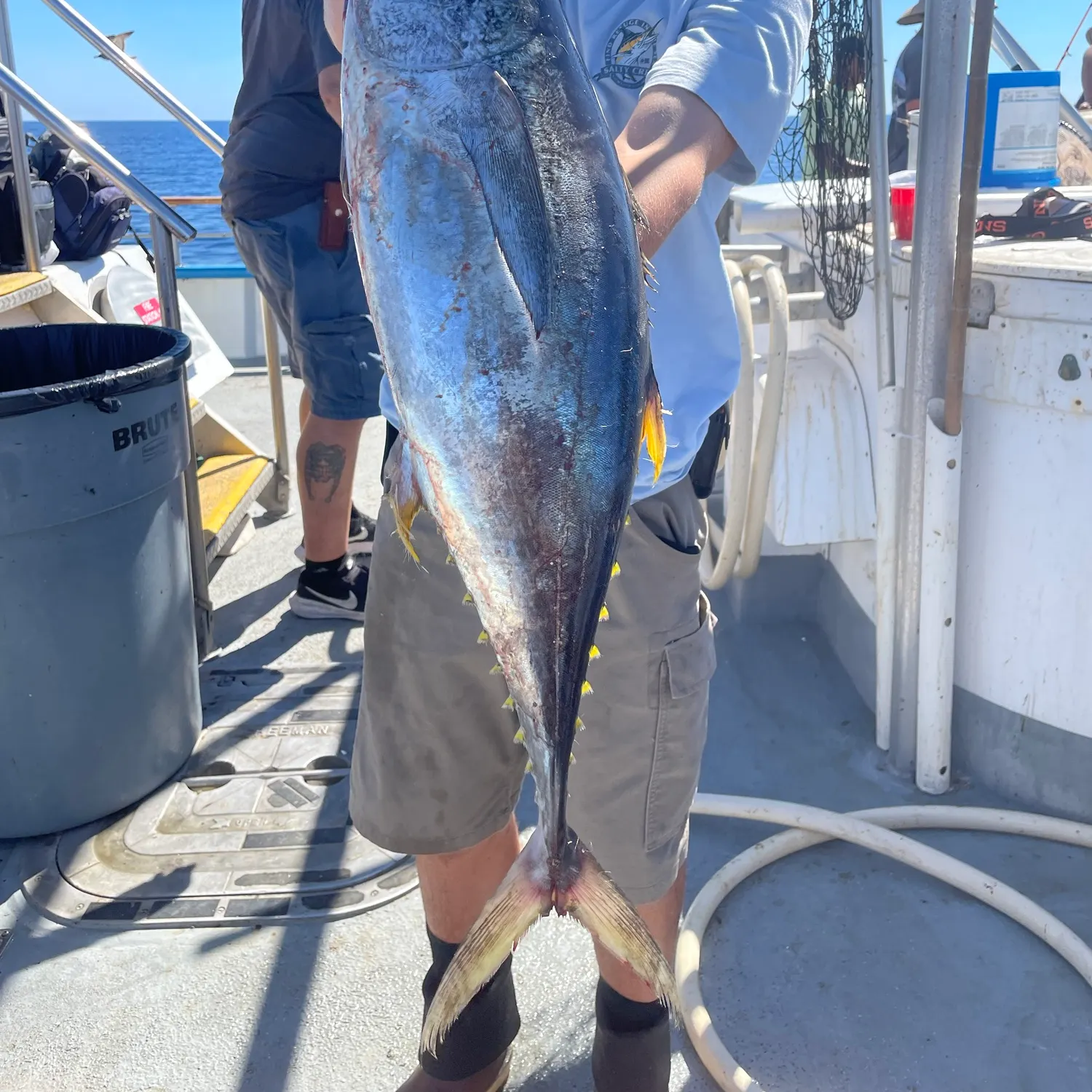 The most recent California sheephead catches on Fishbrain